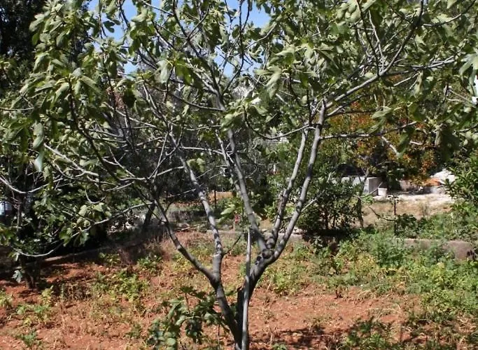 With A Parking Space Starigrad, Paklenica - 6575 * 斯塔利格拉德-帕克利尼卡